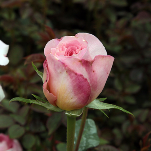 Poзa Кэнди Рэйн - розовая - Английская роза 